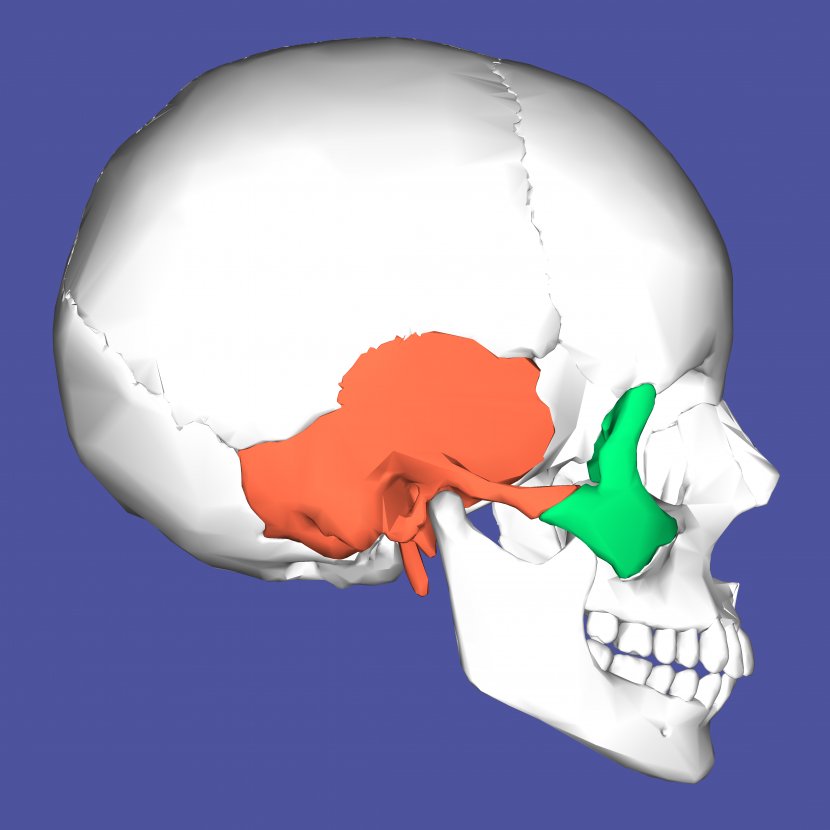 Medial Pterygoid Muscle Lateral Processes Of The Sphenoid Anatomy Bone - Neck - Skull Transparent PNG