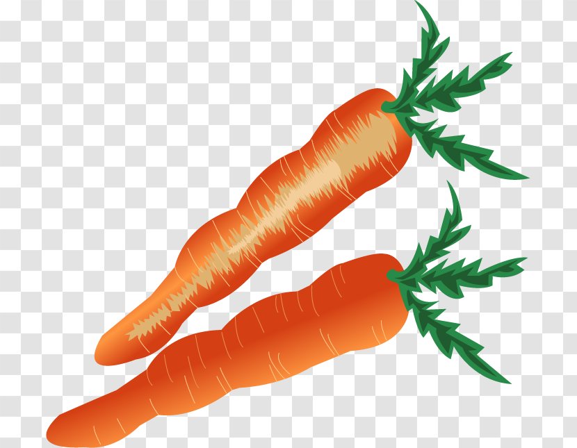 Baby Carrot Vegetable - Food - Cartoon Transparent PNG