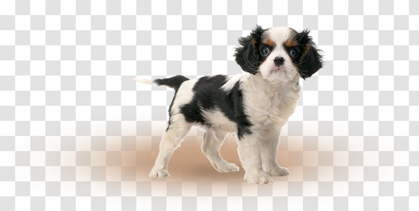 Cavalier King Charles Spaniel Drentse Patrijshond Dog Breed Puppy - Istock Transparent PNG