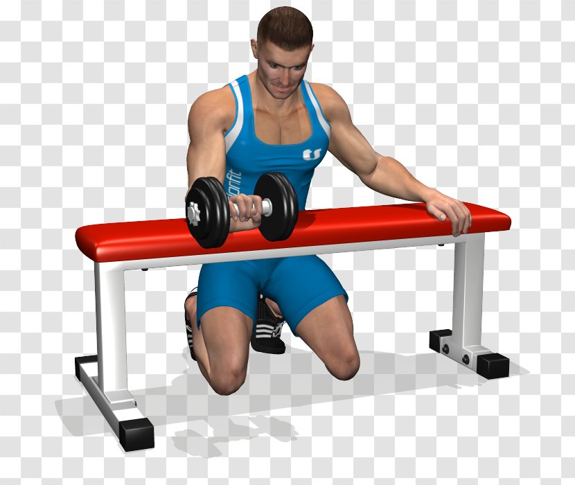 Weight Training Bench Wrist Curl Forearm - Watercolor - Biceps Transparent PNG