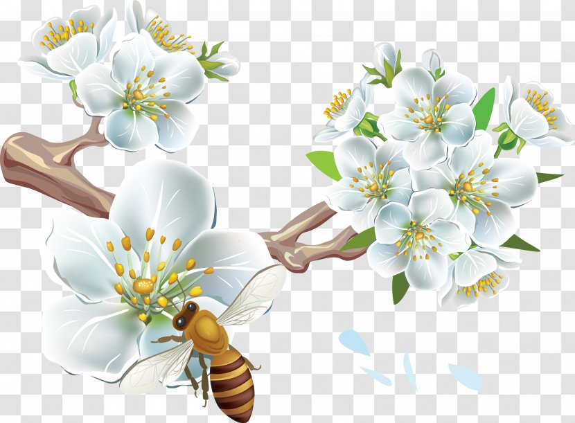 Bee Cherry Blossom Flower - Arthropod - Spring Transparent PNG