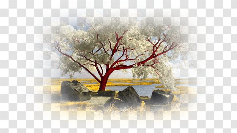 Image Photography Ballynoe, County Down Drawing - Nature - Tree Transparent PNG