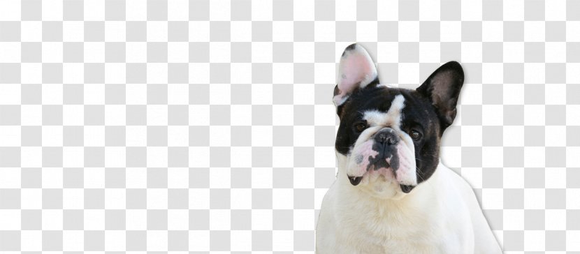 Boston Terrier French Bulldog Dog Breed Cat - Carnivoran - With Owner Transparent PNG