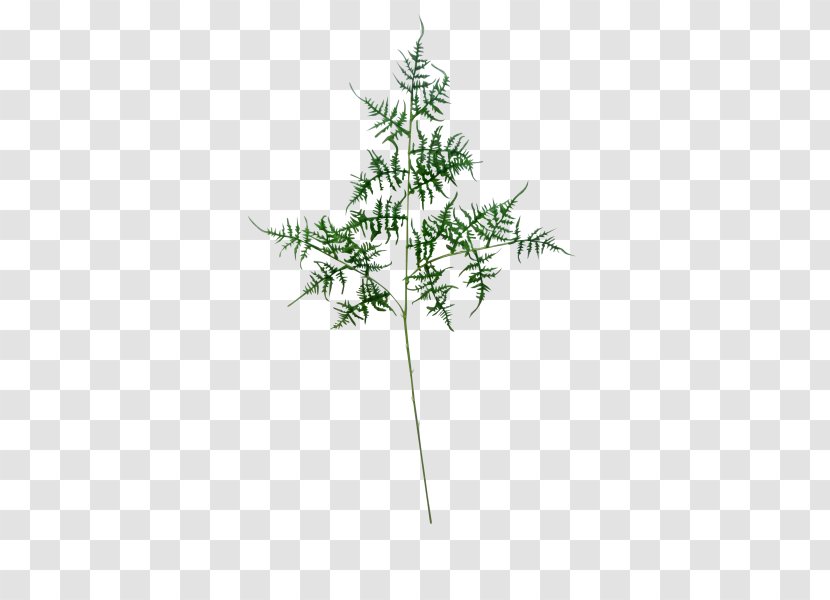 Fern Leaf Shrub Plant Stem Twig - Branch - Moss Transparent PNG