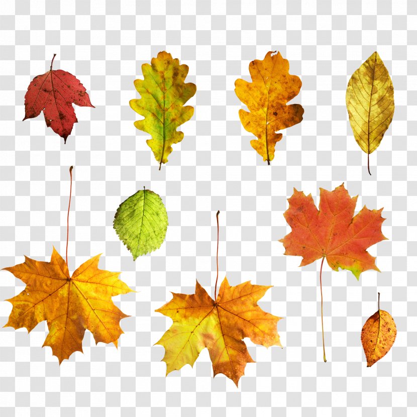 Autumn Deciduous Leaf - Google Images - Maple Leaves Transparent PNG