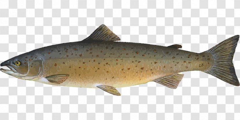 Sushi Atlantic Salmon Food Fish - Fresh Transparent PNG