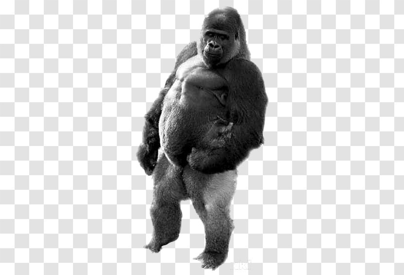 Gorilla Ape Ambam Walking Homo Sapiens - Heart - Adult Black Transparent PNG