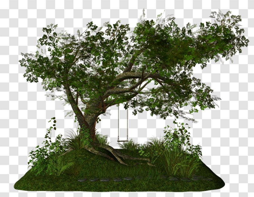 Chinese Sweet Plum Tree Photography Clip Art - Bonsai Transparent PNG