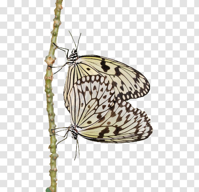 Monarch Butterfly Pieridae Brush-footed Butterflies Moth - Dragonflies Transparent PNG