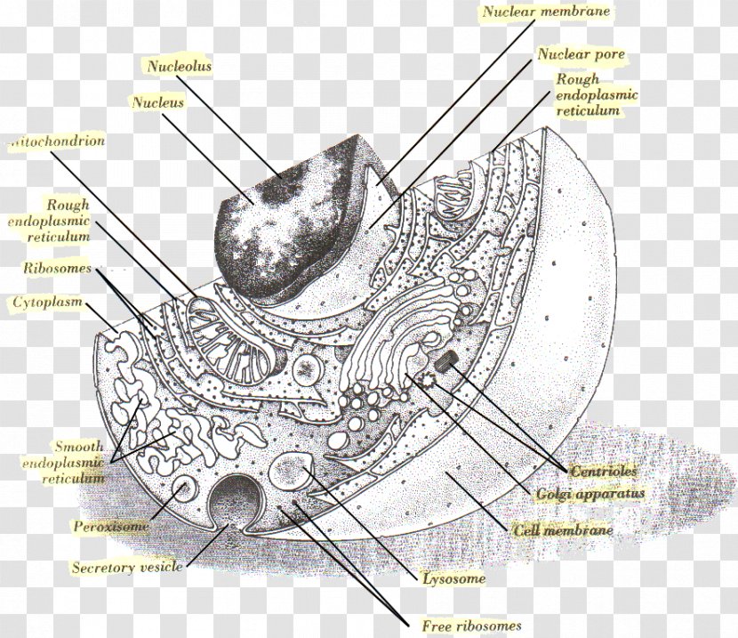 Cèl·lula Animal Drawing Diagram - Design Transparent PNG