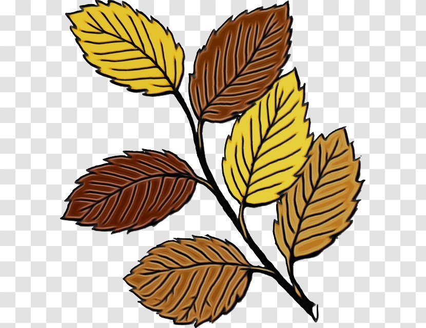 Autumn Leaf Drawing - Flower - Plane Deciduous Transparent PNG