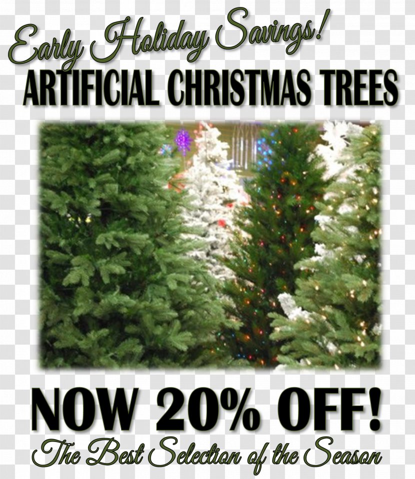 Christmas Tree Spruce Fir Evergreen Shrub - Conifer Transparent PNG