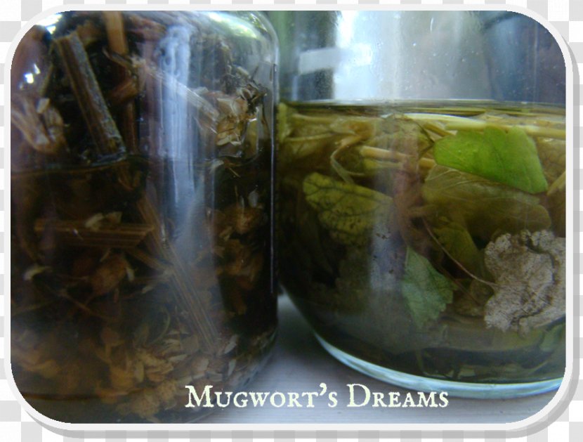 Herbal Tea Tincture Herbalism Infusion - Mugwort Transparent PNG