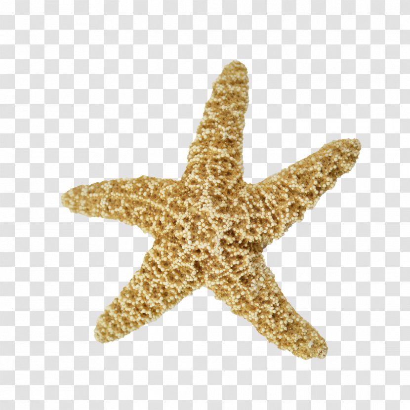 Starfish Sand Dollar Sea Urchin Seashell Echinoderm - Green - Real Transparent PNG