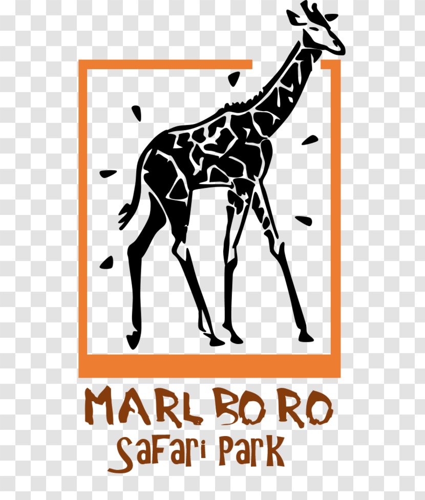 Giraffe Badoca Safari Park Fauna Clip Art - Wildlife Transparent PNG