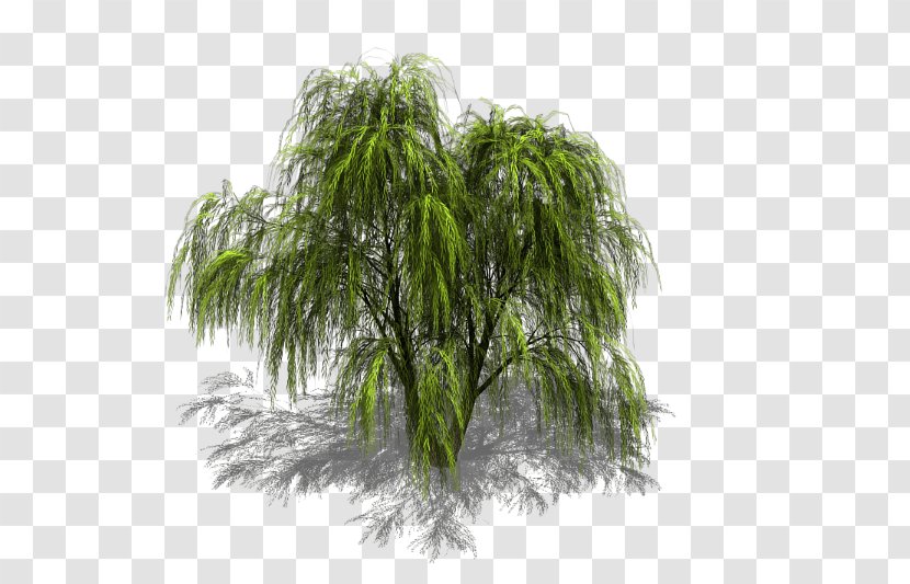 Tree Weeping Willow Sprite Isometric Graphics In Video Games And Pixel Art - Swamp Transparent PNG