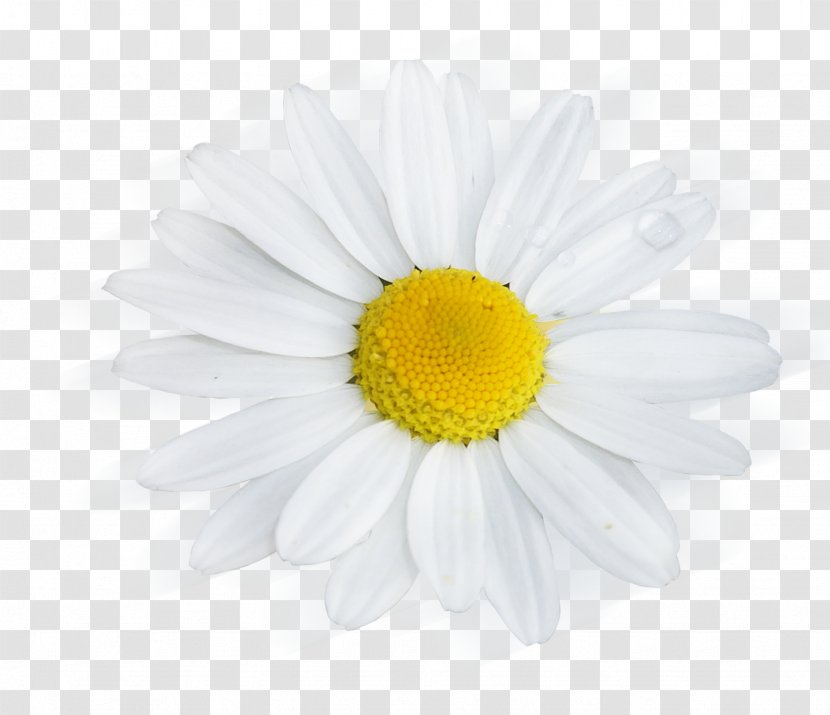 Common Daisy Desktop Wallpaper Royalty-free Clip Art - Yellow - Buquet Transparent PNG