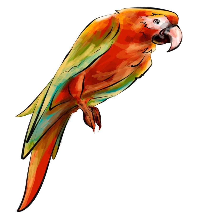 Parrot Budgerigar Lovebird Parakeet - Beak - Parrots Transparent PNG