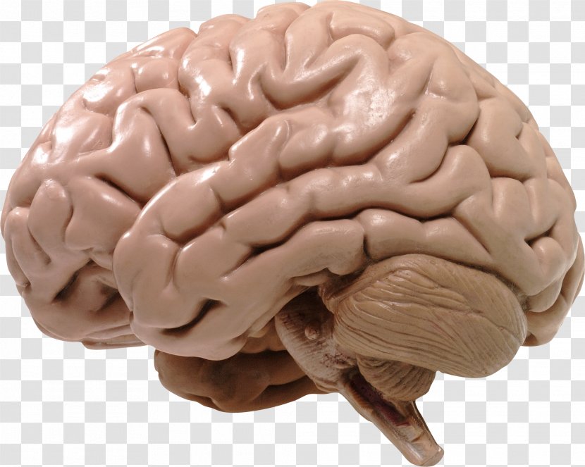 Human Brain Cerebrum Spinal Cord Central Nervous System - Tree Transparent PNG