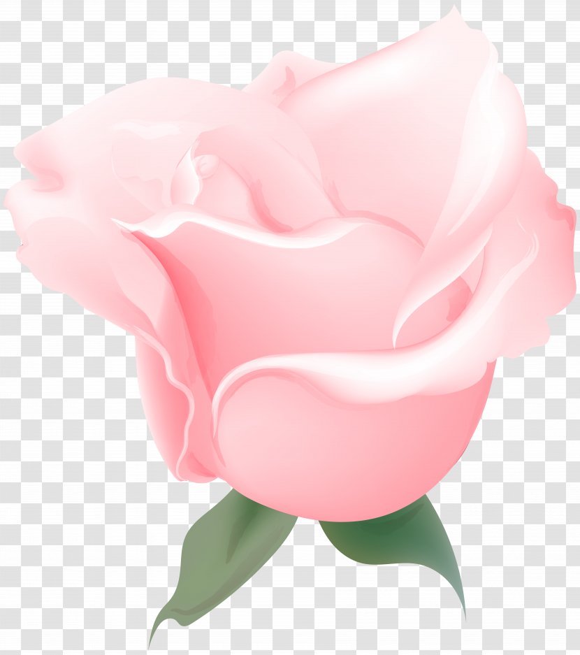 Garden Roses Cabbage Rose Floribunda Petal - Flower Transparent PNG