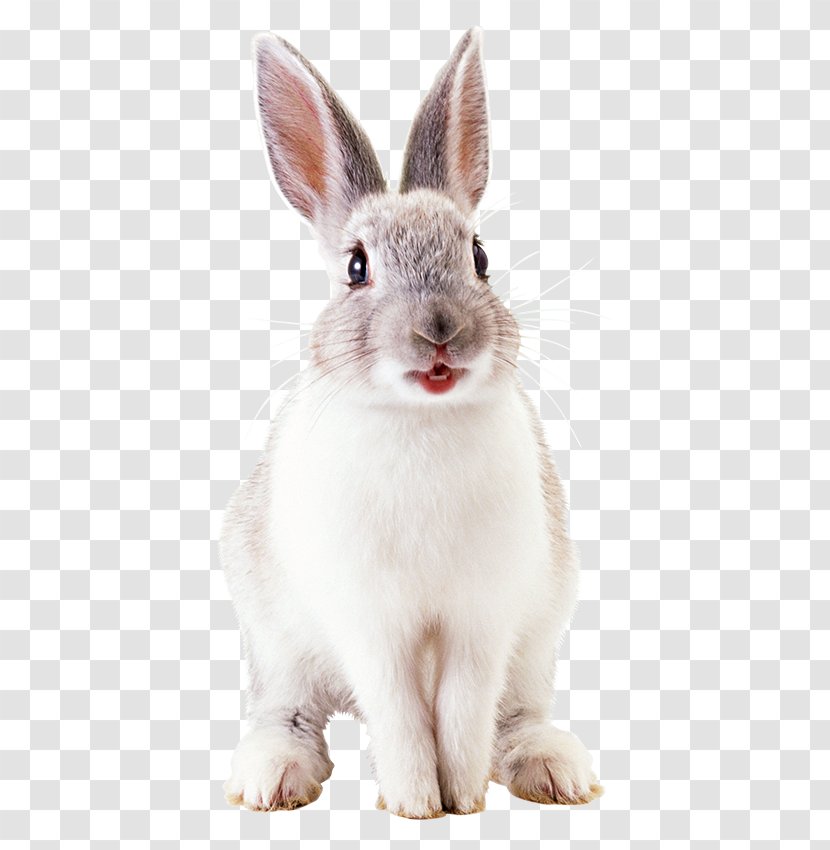 White Rabbit Hare European Transparent PNG