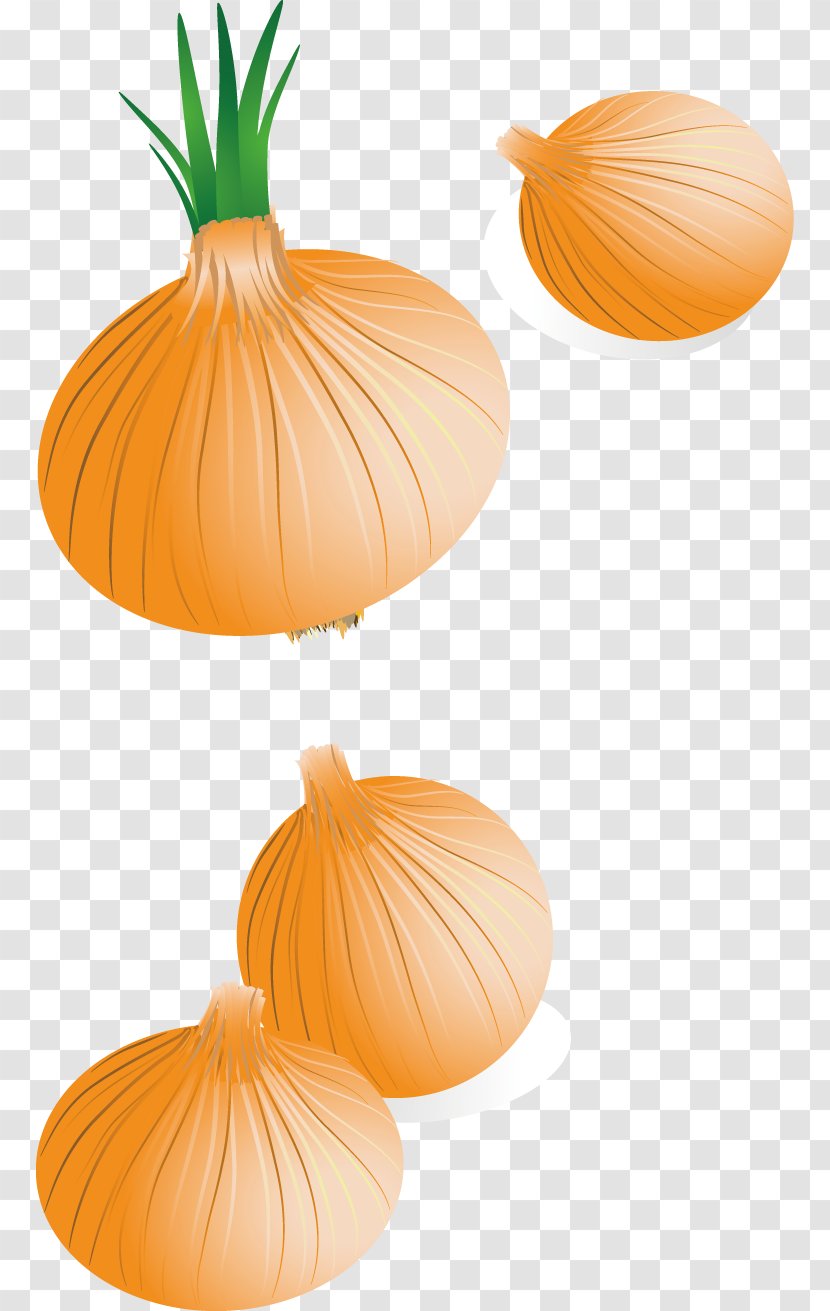 Calabaza Onion - Vector Creative Design FIG. Transparent PNG