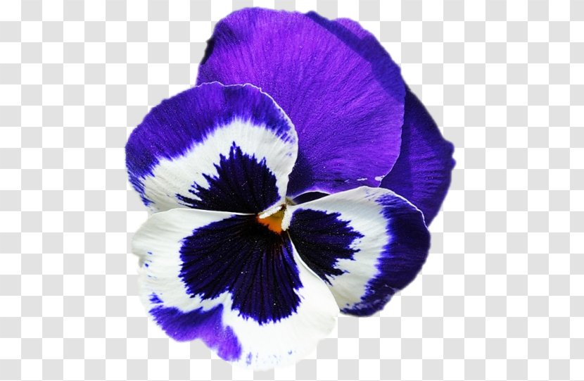 Pansy Violet - Family Transparent PNG