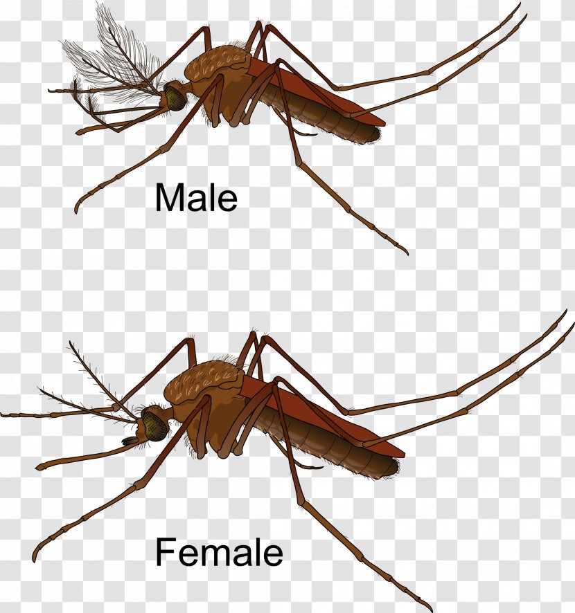 Yellow Fever Mosquito Female Control Zika Virus - Wing Transparent PNG