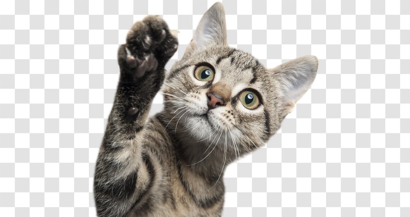 Kitten Siamese Cat Tonkinese Veterinarian Animal - Asian - Gato Transparent PNG