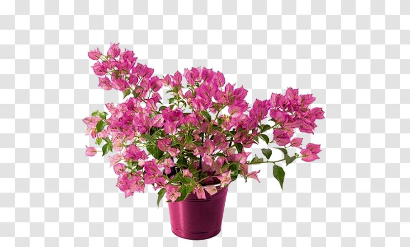 Flower Mother's Day Azalea Bougainvillea Plant - Gift Transparent PNG