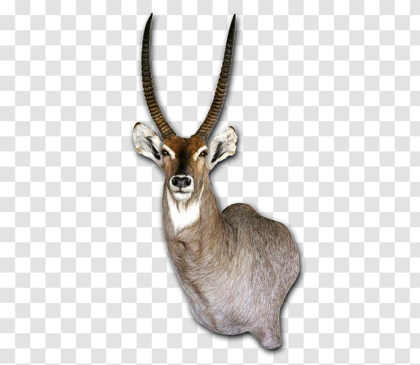 Waterbuck Taxidermy Tanning Horn Skin - Animal - Fauna Transparent PNG