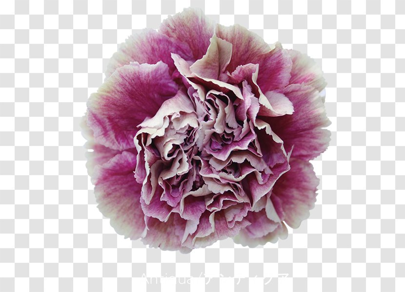 Carnation Antigua Cut Flowers Garden Roses - Pink - CARNATION Transparent PNG