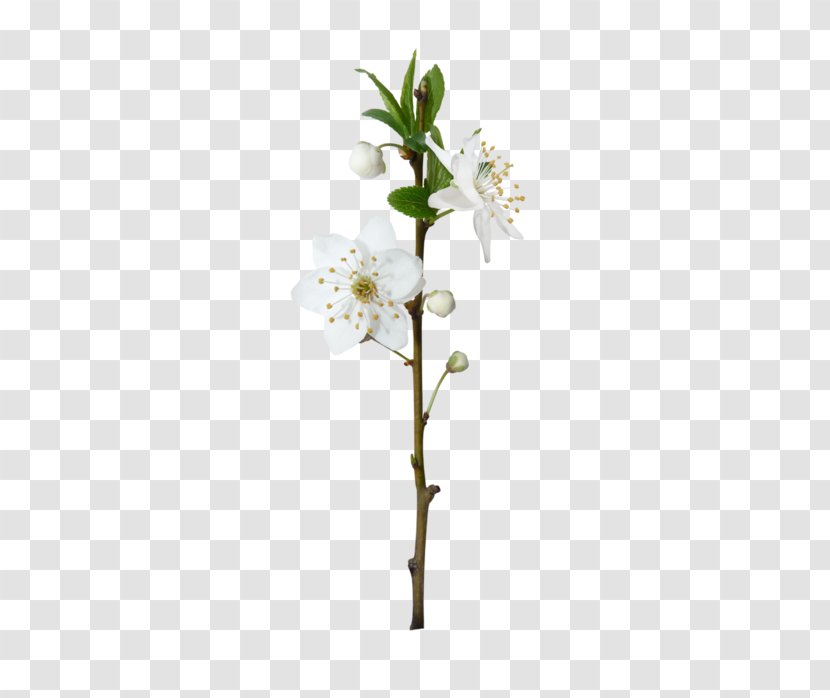 Flowering Plant Blossom Stem Tree - Flower Transparent PNG