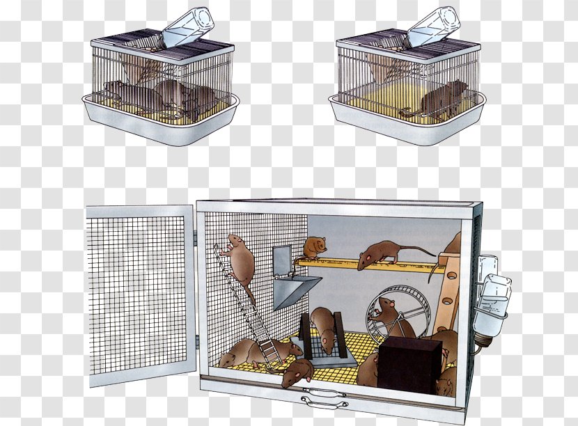 Rat Environmental Enrichment 4K Resolution - Cage Transparent PNG