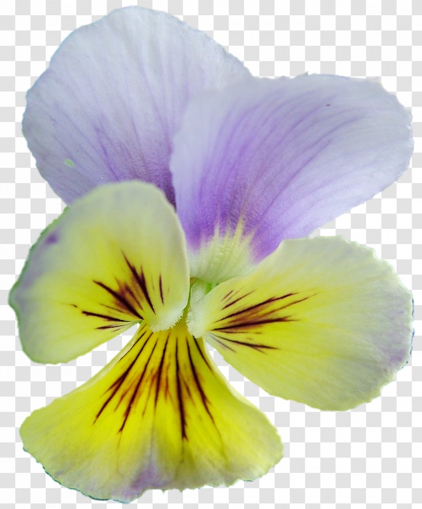 Pansy Archive File RAR Clip Art - Purple - Flowering Plant Transparent PNG
