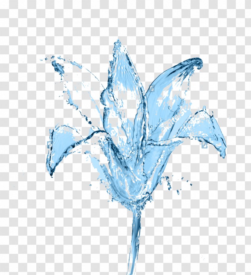 Water Flower Inner Peace Fototapet Sky Blue Transparent PNG