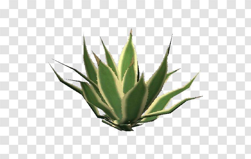 Aloe Vera Succulent Plant Centuryplant Arborescens Striata Transparent PNG