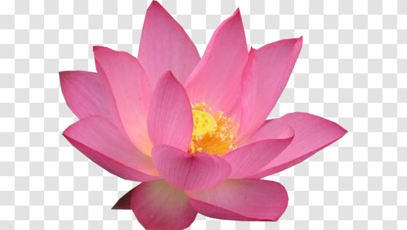 Pink M MTN Group RTV Lotus-m - Rtv - Nymphaea Transparent PNG