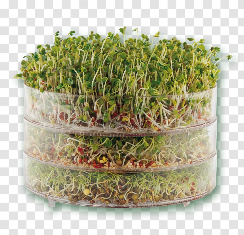 Sprouting Seed Microgreen Herb Food - Eating - Germination Transparent PNG