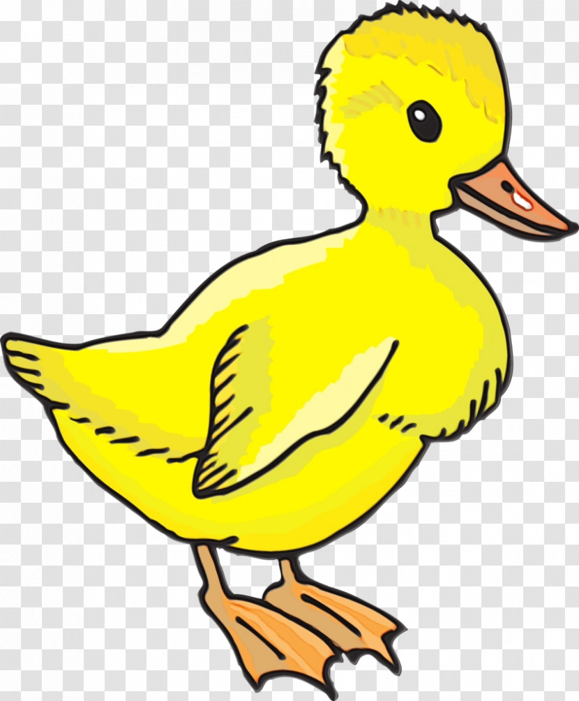 Duck Water Bird Birds Beak Yellow Transparent PNG