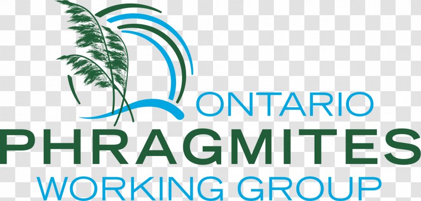 Ontario Progeen Sh.p.k. Architectural Engineering Wine Industry - Decanter - Phragmites Transparent PNG