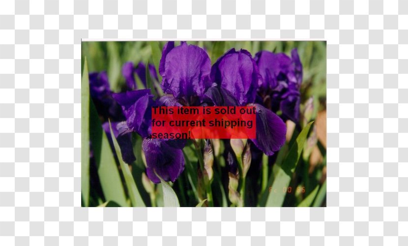 Orris Root Terra Ceia Farms Bulb Iris Croatica Irises - Family Transparent PNG