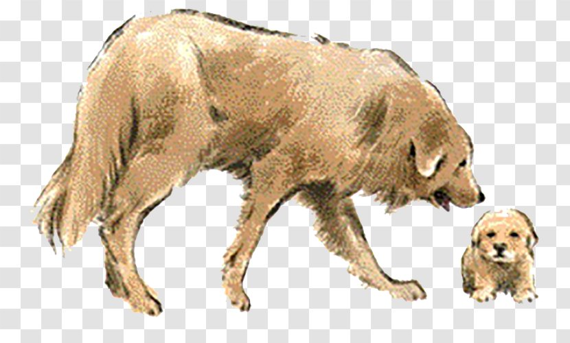 Golden Retriever Dog Breed - Carnivoran - A Transparent PNG