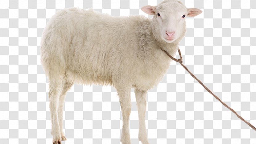 Suffolk Sheep Stock Photography Dall Goat - Horn Transparent PNG
