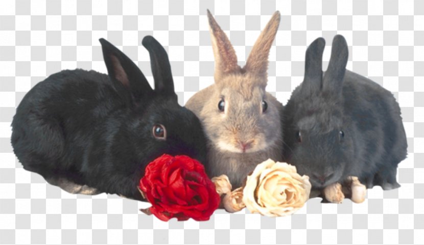 Rabbit Computer Clip Art - Animal - Hare Transparent PNG