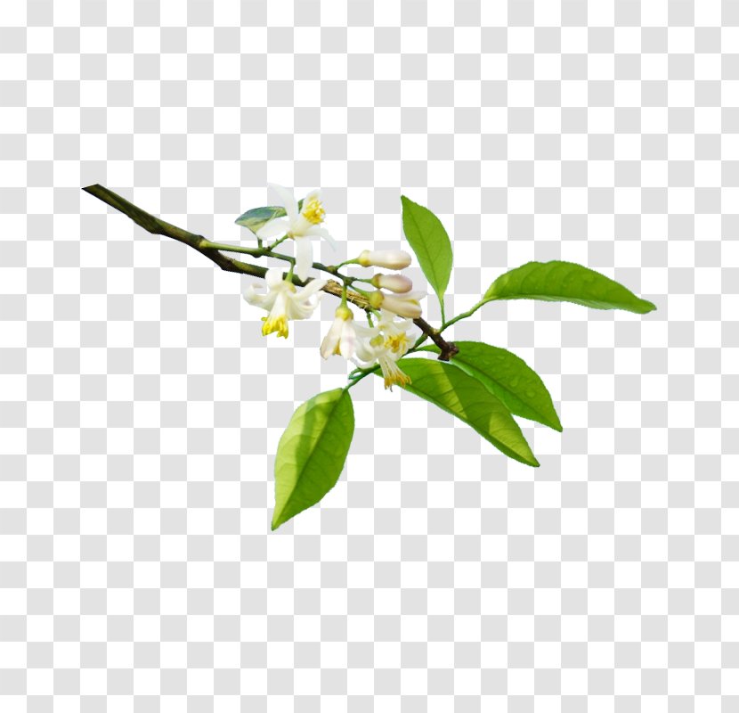 Lemon Orange Flower Water Blossom - Branches Transparent PNG