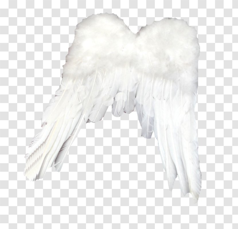 Feather White Light - Beak - Simple Feathers Transparent PNG
