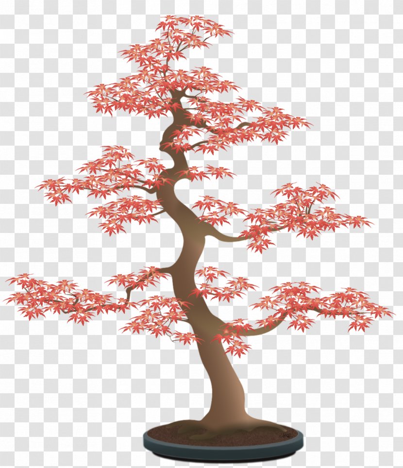 Pinus Thunbergii Beautiful Bonsai Tree Drawing - Plant Transparent PNG