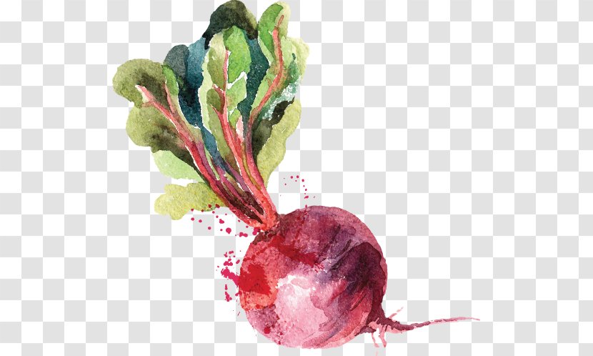 Watercolor Painting Beetroot Drawing - Turnip Transparent PNG