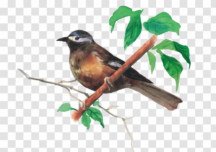 Bird Illustration - Watercolor Painting - Birds Transparent PNG